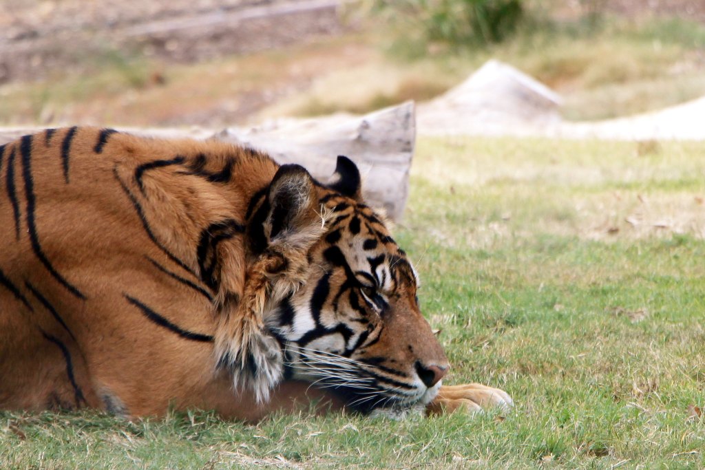 A Cumberland Maryland Zoo Challenges PETA’s Legal Standing to Sue Under the Endangered Species&nbsp;Act