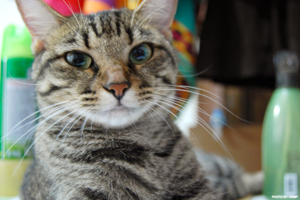 Maryland Takes A Stand Against Declawing, an Unnecessary Surgery Performed on&nbsp;Cats